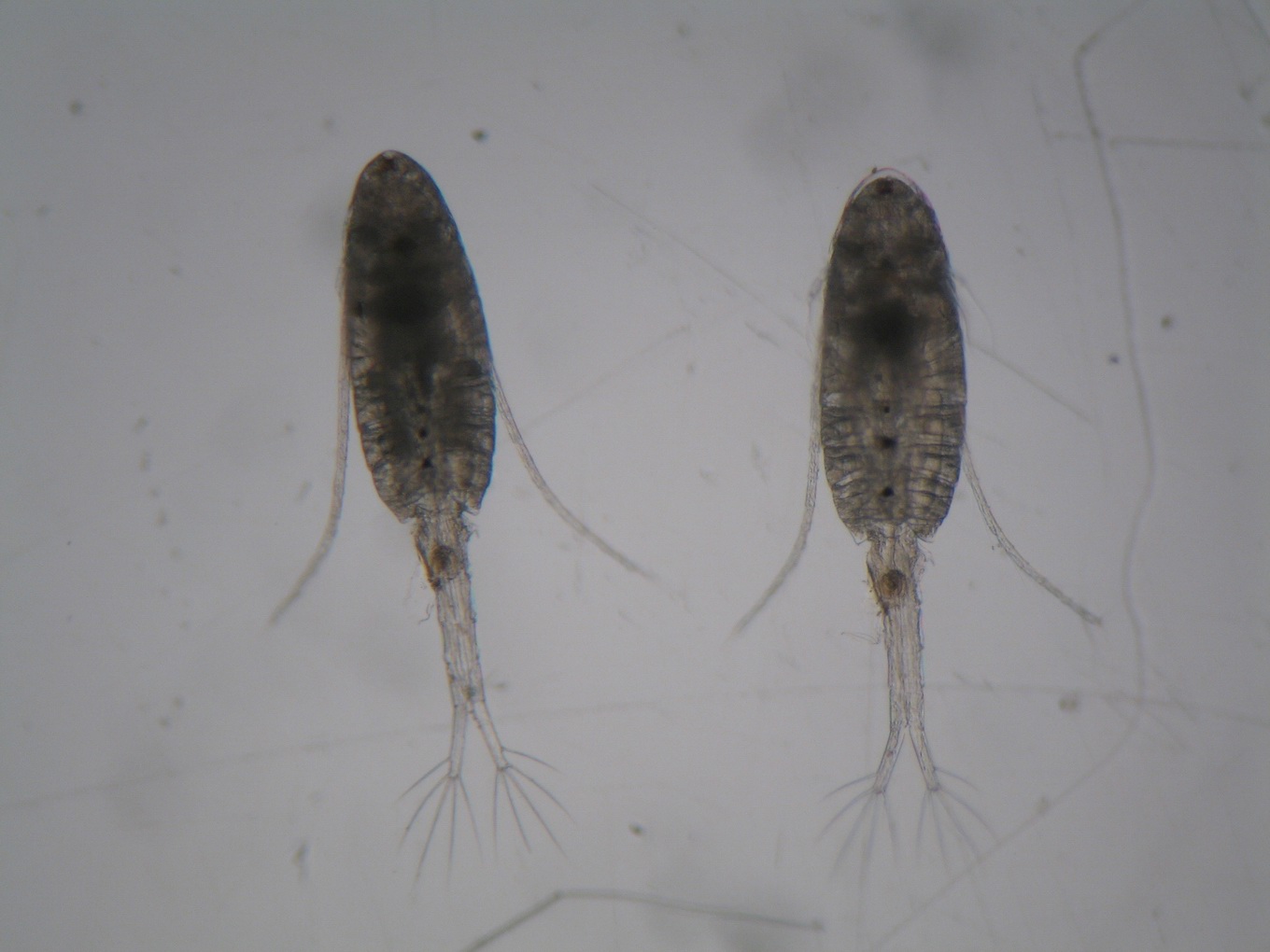 calanipeda aquaedulcis
